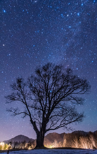 「木曽馬の里」のコナラと星空©︎川本 智